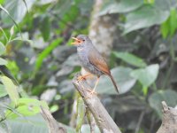 Orange-billed Nightingale Thrush.JPG