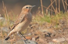 Wheatear evening light.jpg