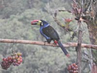 Grey-breasted Mountain Toucan 1.JPG