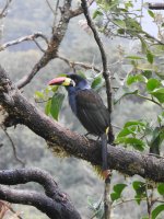 Grey-breasted Mountain Toucan 3.JPG