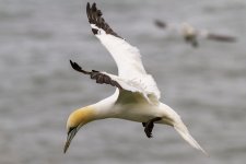 Gannet 2.jpg