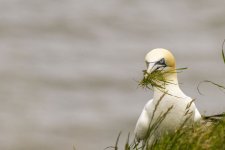 Gannet.jpg