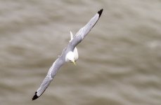 Kittiwake.jpg