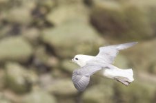 Fulmar 1.jpg