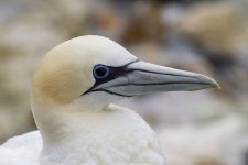 Gannet (Close).jpg