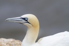 Gannet 4.jpg