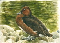 Ferruginous-duck-A.jpg