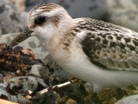 Sanderling.JPG