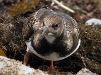 Turnstone b.jpg