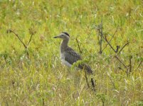 Double-striped Thick Knee.JPG