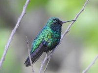 Red-billed Emerald.JPG