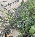 common knotgrass?.jpg