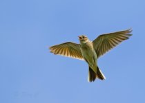 AI meadow pipit loose2.jpg