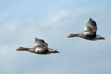 Grey Lag Goose (w) 9X7A1467.jpg