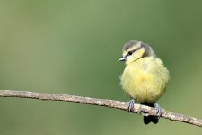 Young Blue Tit (w) 9X7A1541.jpg