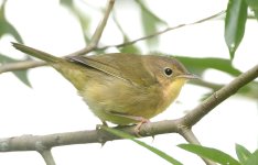 YELLOW BIRD 900P.jpg