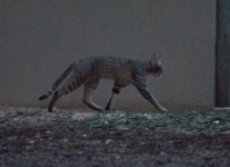African Wildcat.jpg