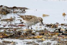 White-rumped-Sandpiper-(70)-fbook.jpg