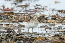 White-rumped-Sandpiper-(75)-fbook.jpg