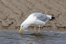 Caspian-Gull-(16)-fbook.jpg