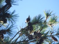 Krüper's nuthatch.JPG