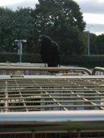 crow2.jpg