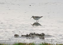 curlew sand2.jpg