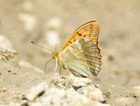 Argynnis paphia (2).jpg