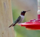 unknown hummingbird1b.jpg