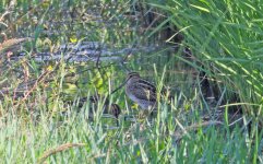 230905002 Saraike Snipe 2023.JPG