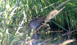 230905004 Saraike Snipe 2023.JPG