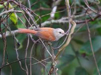 grey bellied spinetail.JPG