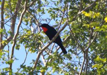 scarlet throated tanager.JPG