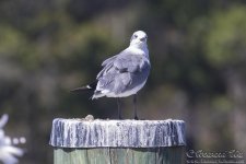 frankslins_gull1a.jpg