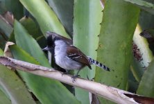 silvery cheeked antshrike.JPG