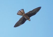 Eleonora's falcon Lesvos w-e 14-09-23 cc T.J.L Cameron Gibson.jpg