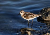 Little stint Lesvos w-e 14-09-23 cc T.J.L Cameron Gibson.jpg