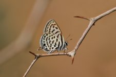 Mediterranean Tiger Blue mor 1.jpg