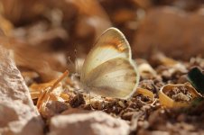 Desert Orange Tip mor 1.jpg