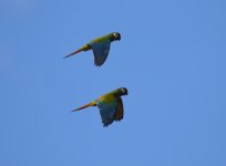 blue winged macaw in flight.JPG