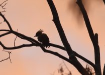 woodpecker at sunset.JPG