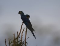 lears macaw at first light.JPG