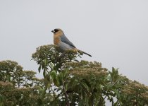 cinnamon tanager.JPG