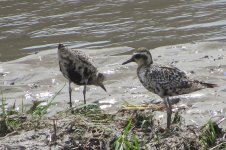 Pacific Golden Plover Manohara 14th Sep 23.JPG