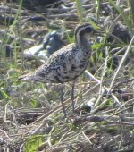 Pacific or Gray plover.JPG