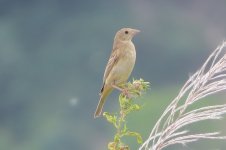 Pale Rockfinch, Manohara.JPG