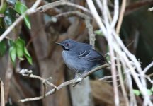 slender antbird.JPG