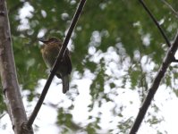 crescent shaped puffbird.JPG