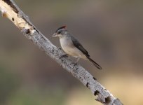 pileated finch.JPG