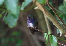 sappspangled emerald closeup.JPG